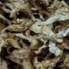 Aadi16's Bengal Home Cultivated Pearl Oyster Mushroom, Sun Dried Pleurotus Ostreatus without any Preservatives for Health wellness, Pack of 250gm. (Obtain from 4kg of Fresh Mushrooms) view 4