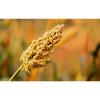 Farmbean Millets Combo 2 Kg Pack of 2 | Natural Grains | Yellow Jowar 1 Kg, Ragi 1 Kg view 3