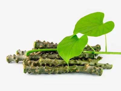 Fresh Giloy Stick Plantation Sticks/Stems, Fresh Giloy Plant Stems Sticks (7-Inch) - Set of 15 (Natural Immunity Booster)