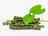 Fresh Giloy Stick Plantation Sticks/Stems, Fresh Giloy Plant Stems Sticks (7-Inch) - Set of 15 (Natural Immunity Booster) view 1