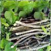 Fresh Giloy Stick Plantation Sticks/Stems, Fresh Giloy Plant Stems Sticks (7-Inch) - Set of 15 (Natural Immunity Booster) view 2