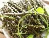 Fresh Giloy Stick Plantation Sticks/Stems, Fresh Giloy Plant Stems Sticks (7-Inch) - Set of 15 (Natural Immunity Booster) view 3