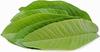Fresh Organics Guava Leaf, Guava leaves Fresh Guava leaves, Amrood ke Patte, Payara, Peroo, Pijuli - Medicinal Leaf, Organic Leaf (Pack of 50 Leaves), view 1