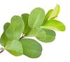 Fresh Organics Guava Leaf, Guava leaves Fresh Guava leaves, Amrood ke Patte, Payara, Peroo, Pijuli - Medicinal Leaf, Organic Leaf (Pack of 50 Leaves), view 2