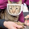 bnf Cat Muzzle Cat Mouth Cover Grooming Mask Muzzles for Trim Nails Grooming S|Pet Supplies|Cat Supplies|Grooming view 4