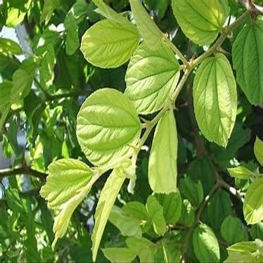 Fresh Ber Leavers Green Leaf (Ber Ke Patte) 100 count | Pure & Natural | (Fresh 100 Ber Leaf) Indian jujube
