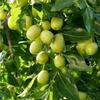 Fresh Ber Leavers Green Leaf (Ber Ke Patte) 100 count | Pure & Natural | (Fresh 100 Ber Leaf) Indian jujube view 2