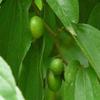 Fresh Ber Leavers Green Leaf (Ber Ke Patte) 100 count | Pure & Natural | (Fresh 100 Ber Leaf) Indian jujube view 3
