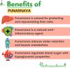 IndianJadiBooti Punarnava Boerhavia Diffusa | Supports Kidney Health & Water Balance | Punarnava Churna For Urinary Wellness & Swelling Relief | With Boerhavia Diffusa Root, 400 Grams Pack | (Pack Of 2) view 3
