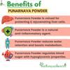IndianJadiBooti Punarnava Powder Boerhavia Diffusa | Supports Kidney Health & Water Balance | Punarnava Churna For Urinary Wellness & Swelling Relief | With Boerhavia Diffusa Root, 100 Grams Pack | (Pack Of 2) view 3