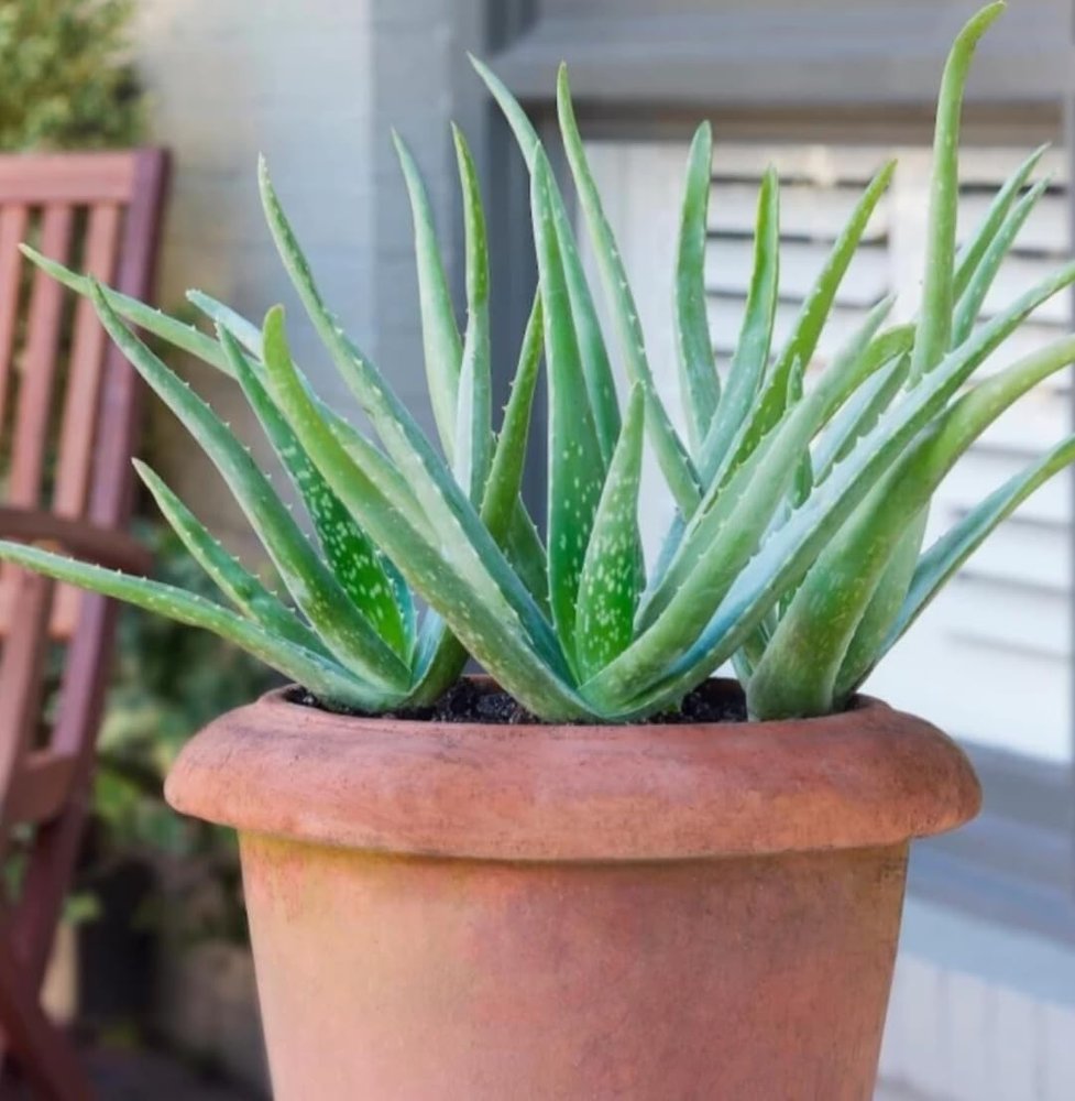 2 Pic Aloe Vera Plant for Face, Skin & Hair - | For Glowing Skin | For Both Men and Women Uses, (Pack of 2)