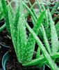 2 Pic Aloe Vera Plant for Face, Skin & Hair - | For Glowing Skin | For Both Men and Women Uses, (Pack of 2) view 2