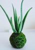 2 Pic Aloe Vera Plant for Face, Skin & Hair - | For Glowing Skin | For Both Men and Women Uses, (Pack of 2) view 3