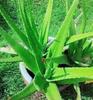 2 Pic Aloe Vera Plant for Face, Skin & Hair - | For Glowing Skin | For Both Men and Women Uses, (Pack of 2) view 4