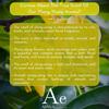 AE ARWA Essentials Ylang-Ylang Oil 500ml | Organic, Natural Aromatherapy Oil for Diffuser, Humidifier, Soap, Candle Making view 4