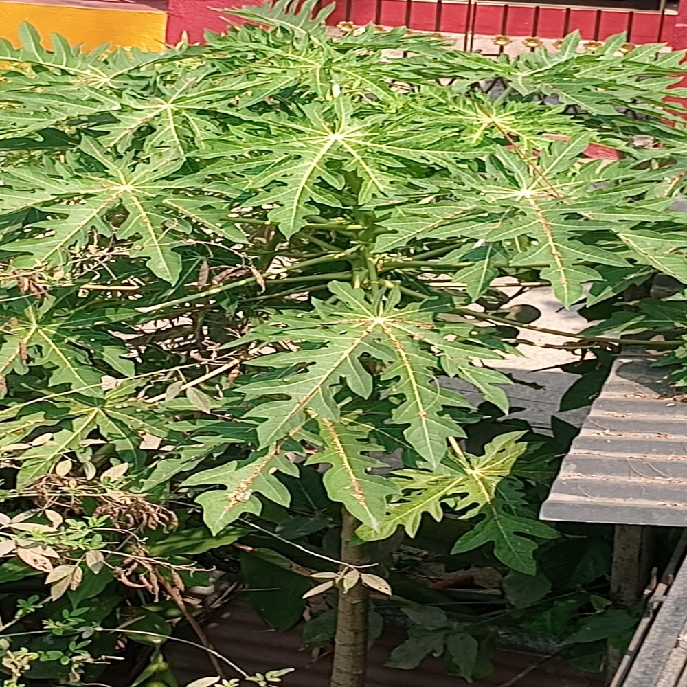 Aadityaa's Natural Papaya leaf offers numerous health benefits, boosting the immune system, aiding digestion, potentially helping with dengue fever, promoting skin health, Pack Of 5 Leaf.