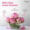 Teaaza Lotus Flower Tea  30g (60 Cups) | Herbal Caffeine-Free Detox Tea for Sleep & Relaxation | Reusable Pet Jar | Twice Steepable view 3