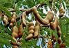 250G Tamarind Loose Seedless (imli guda) view 4