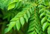 3V PRODUCTS Curry Leaves Powder 100 Grams | Kadi Patta | Karuveppilai view 2