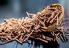 A D Food & Herbs Manjistha/Majith/Rubia Cordifolia/Indian Madder Dried Pure & Natural (20 Gms) view 4
