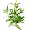 A D Food & Herbs Chirayata/Bitterstick/Kalmegh/Andrographis paniculata/Swertia Chirata Dried Pure and Natural Combo Packs (20 Gms x pack of 2) view 4