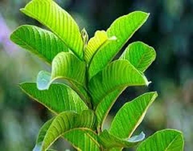Fresh Guava Leaves - Amrood ke Patte, Payara, Peroo, Pijuli, Jam Phal, Medicinal Leaf, Organic Leaf (35 Fresh Leaves) 35 Count