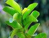 Fresh Guava Leaves - Amrood ke Patte, Payara, Peroo, Pijuli, Jam Phal, Medicinal Leaf, Organic Leaf (35 Fresh Leaves) 35 Count view 1