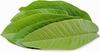 Fresh Guava Leaves - Amrood ke Patte, Payara, Peroo, Pijuli, Jam Phal, Medicinal Leaf, Organic Leaf (35 Fresh Leaves) 35 Count view 2