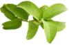 Fresh Guava Leaves - Amrood ke Patte, Payara, Peroo, Pijuli, Jam Phal, Medicinal Leaf, Organic Leaf (35 Fresh Leaves) 35 Count view 3