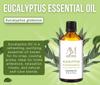 Aadi Mool Eucalyptus Essential Oil 15ml (Pack of 2) | For Cold Relief, Congestion & Aromatherapy view 2