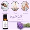 Aadi Mool Rose and Lavender Essential Oil Pack of 2 Natural Aromatherapy Oil for Relaxation, Hair & Skin Care, Diffuser Use (10ml Each) view 4