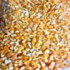 lakshmi Product's Natural & Original Makka Dalia 1 Kg | Fibre-Rich Corn Dalia (Broken Maize) | Healthy Maize Porridge | Makki ka Daliya for Immunity & Digestion (1 kg Pack) view 4