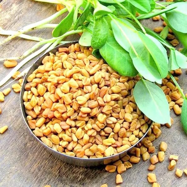 Fenugreek Herb Seeds for Pots | Organic Hybrid Methi Pack of 50?g