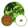 Fenugreek Herb Seeds for Pots | Organic Hybrid Methi Pack of 50?g view 2