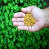 Fenugreek Herb Seeds for Pots | Organic Hybrid Methi Pack of 50?g view 3