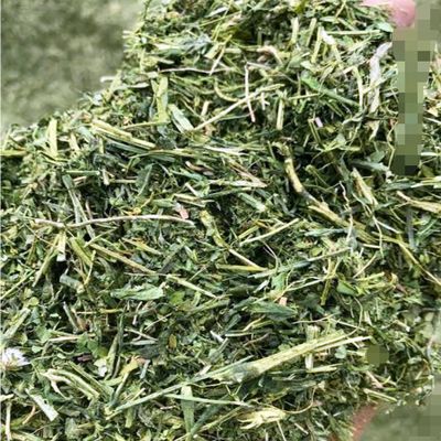 Aadi16's Bengal Spice Ayurvedic Medicinal Kalmegh Plant, Sun Dried Crushed Leaves/Powder to Boost Immunity, Promotes Brain & Liver Health, Pack of 80gm.