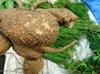 3V PRODUCTS Akasa Garudan Kilangu Powder 100 Gm | Corallocarpus Epigaeus view 4