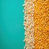 Keshav Masale Popcorn Seeds, 200g view 2