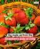 Fresa Frootz Freeze Dried Strawberry Delights|Real Fruit Snack|Crunchy, Sweet & Healthy|Antioxidant-Rich Superfruit|No Added Sugar|16g (Pack of 5) view 4