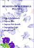 Assam True Flavours Blue Butterfly Flower Tea, 50g, Natural Caffeine Free Loose Petals view 4