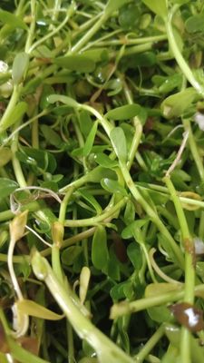 Aadityaa's Ayurvedic Medicinal Plant Brahmi saag (Bacopa monnieri) with 20 Matured Matured Stem Leaves to Improve Brain Health, Pack of 1,