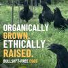 Nesting Greens Kali-Masi Eggs | Pasture-Raised, Farm Fresh Eggs | Pack of 4 (24 eggs) view 3
