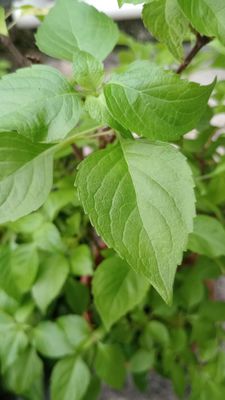 Aadityaa's Original Rama Tulsi (Ocimum sanctum) Plant's, Green Leaf Supports Respiratory Health, Essential Medicinal Herbs to improve digestive issues and Immunity, Pack Of 50 Large Leaves.
