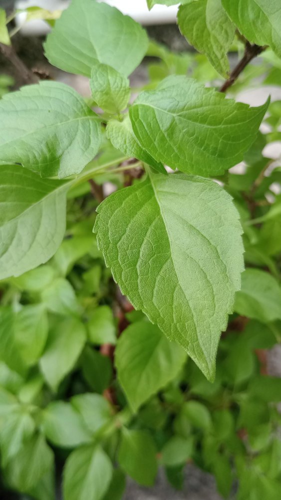Aadityaa's Original Rama Tulsi (Ocimum sanctum) Plant's, Green Leaf Supports Respiratory Health, Essential Medicinal Herbs to improve digestive issues and Immunity, Pack Of 50 Large Leaves.