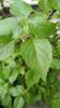 Aadityaa's Original Rama Tulsi (Ocimum sanctum) Plant's, Green Leaf Supports Respiratory Health, Essential Medicinal Herbs to improve digestive issues and Immunity, Pack Of 50 Large Leaves. view 1