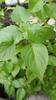 Aadityaa's Original Rama Tulsi (Ocimum sanctum) Plant's, Green Leaf Supports Respiratory Health, Essential Medicinal Herbs to improve digestive issues and Immunity, Pack Of 50 Large Leaves. view 2