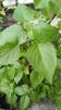 Aadityaa's Original Rama Tulsi (Ocimum sanctum) Plant's, Green Leaf Supports Respiratory Health, Essential Medicinal Herbs to improve digestive issues and Immunity, Pack Of 50 Large Leaves. view 3