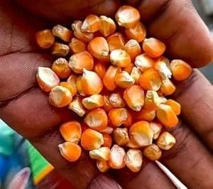 LAKSHMI Whole Maize/Makka Seed's Maize Kernel's 4 kg | 100% Natural Makkai Whole Grain | Yellow Dried Indian Makka | High Fiber & Immunity Booster Desi Grain (Not For Popping ) (4 KG, Makka/Maize Grain's)