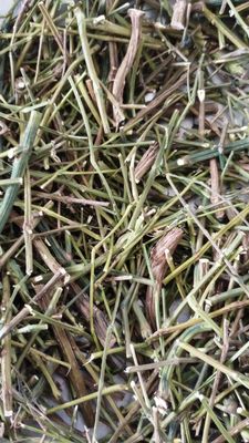 Aadi16's Bengal Spice Ayurvedic Medicinal Herb Chirata Sticks (Swertia Chirayita), Pack of 140gm.