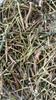 Aadi16's Bengal Spice Ayurvedic Medicinal Herb Chirata Sticks (Swertia Chirayita), Pack of 140gm. view 1